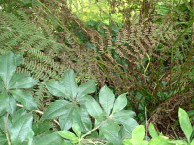 DSC02270.JPG