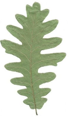 Quercus_pyrenaica_Blattunterseite.jpg