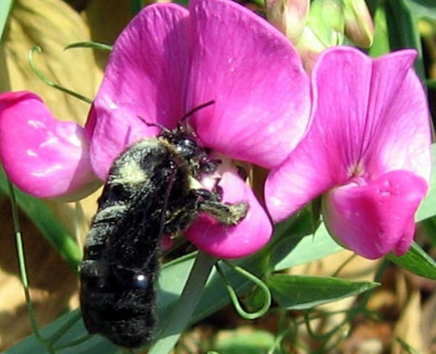 hummel33.JPG