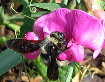 hummel22.JPG