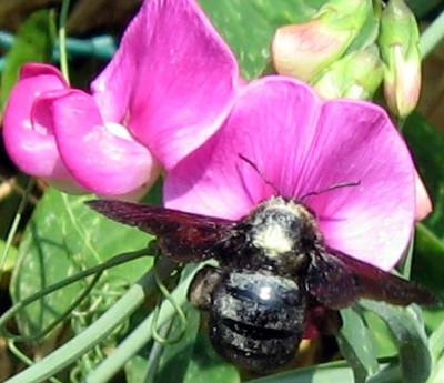 Hummel11.JPG