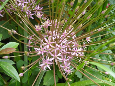 allium_schuberti.JPG