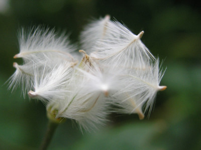 Clematis-aromatica-Samen_k.jpg