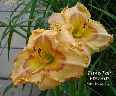 Imgp9448-TFE.jpg