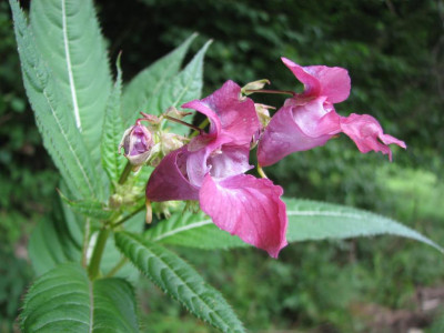 WILD_FR_2807_III.jpg
