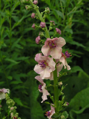 rosa_Verbascum.jpg