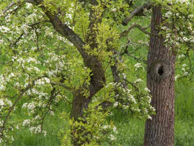 2006_tp-obstbaum-wiese-2.jpg