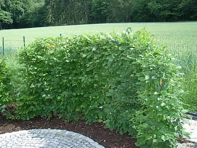 kl.Hainb.hecke_23.06.06.jpg