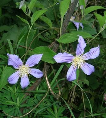 Clematis_integrifolia__Juuli.jpg
