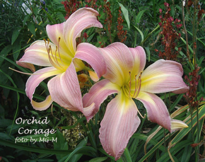 Imgp9473-OrCor.jpg