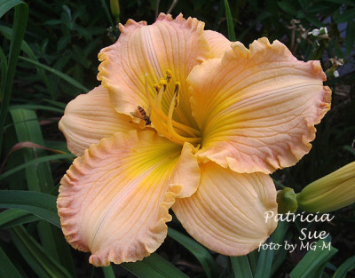 Imgp9468-PatSue.jpg