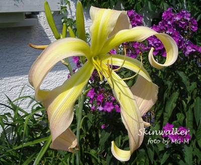 Imgp9398-Skin.jpg
