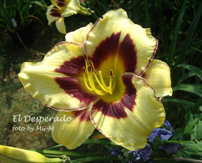 Imgp9409-ElDesp.jpg