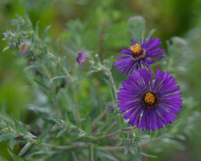 Aster_novae_angliae-Nachtauge.15-1.jpg