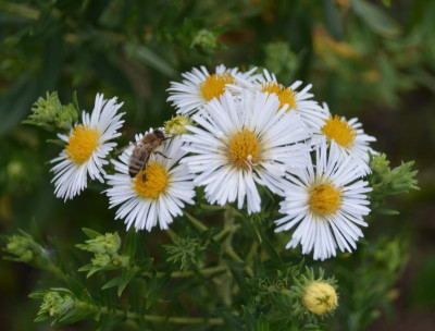 Aster_novae_angliae-Sämling-weiß.15-1.jpg