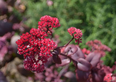Sedum-Sämling.rot.15-1.jpg
