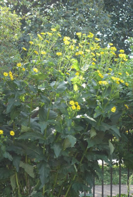 Sonnenblume-unbekannt.3.jpg