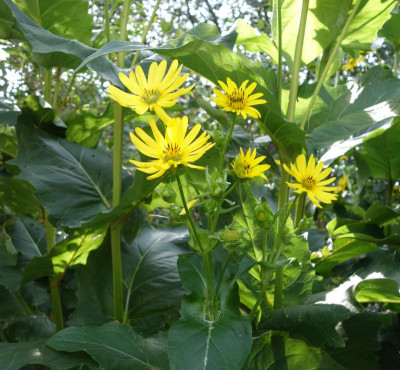 Sonnenblume-unbekannt.1.jpg