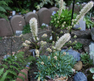 Petrophytum caespitosum  ...  24.8.15 001.jpg