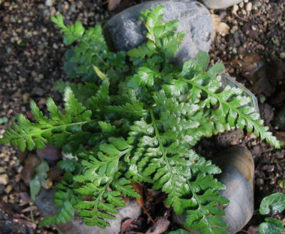 Asplenium adiantum-nigrum  ... 24.8.15 025.jpg