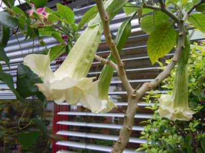 silky balerina 001.JPG