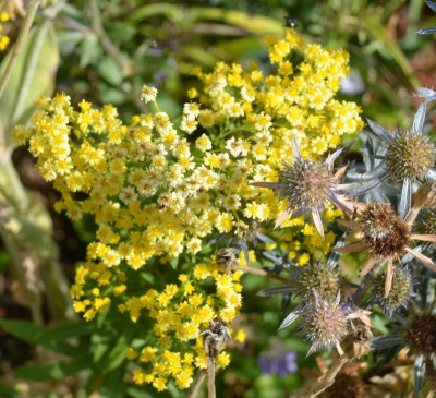 Oligoneuron_lutescens.15-2.jpg