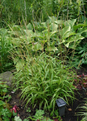 Miscanthus_oligostachyus-NanusVariegatus.jpg