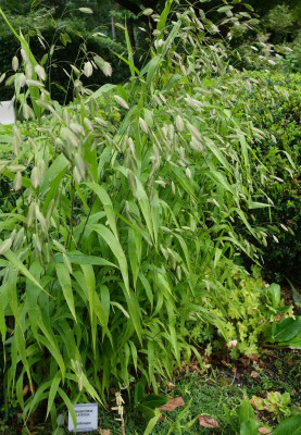 Chasmanthium_latifolium.jpg