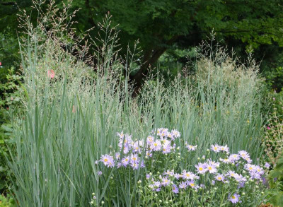 Panicum-HeavyMetal+Aster_amellus-Breslau.1.jpg