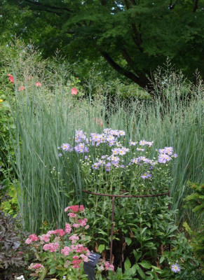 Panicum-HeavyMetal+Aster_amellus-Breslau.2.jpg