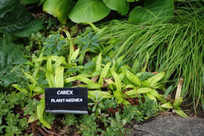 Carex_plataginea.jpg