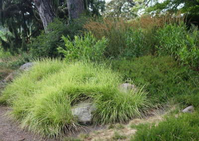 Sesleria_autumnalis.jpg