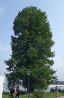 Taxodium_distichum.1860-2.jpg