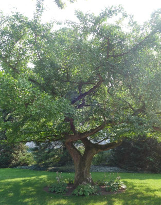 Gingko_biloba.1860.jpg