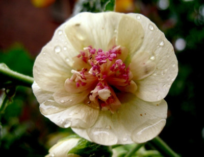 new_Alcea_melba.jpg