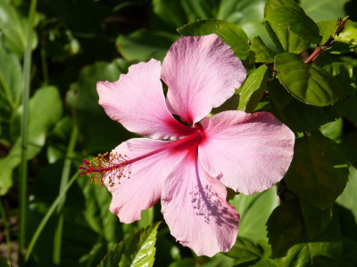 2015-08-24 Hibiscus versicolor.jpg