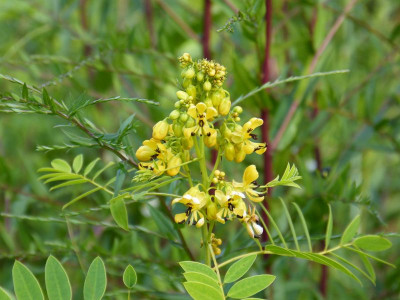 2015-08-24 Cassia hebecarpa.jpg