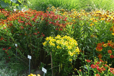 Helenium-Kupfersprudel+Rubinkuppel+Blütentisch.jpg
