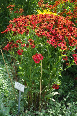 Helenium-Rotkäppchen.jpg
