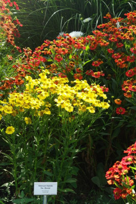 Helenium-DieBlonde.jpg