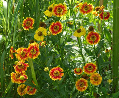 Helenium-Feuersiegel.3.jpg