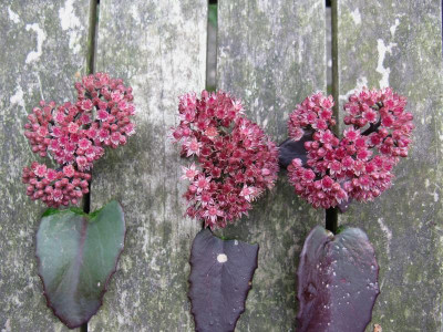 Karfunkelstein Xenox Purple Emperor.jpg
