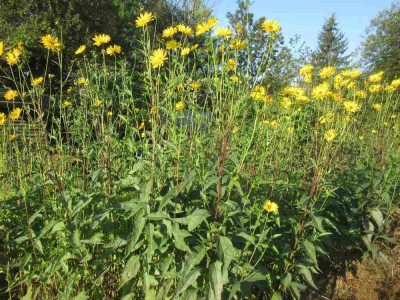 Helianthus MM.jpg