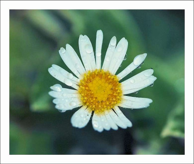 Erigeron_Karvinskianus_1_28-07-2006.jpg