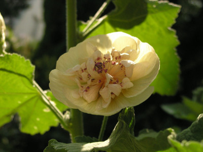 Alcea_Parkallee-k.jpg