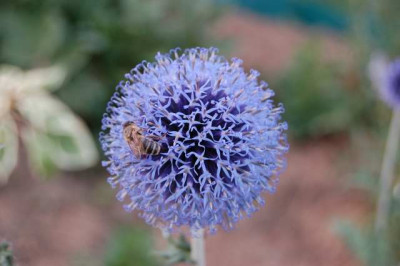 Kugeldistel_K_00731_1.JPG