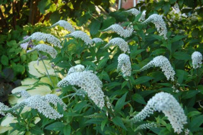 Schneefelberich_N_00681_1.JPG