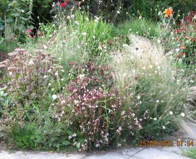 Matronabeet20150825.JPG