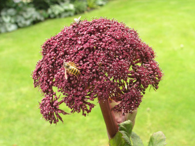 Angelica-gigas-k.jpg