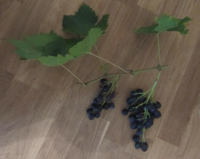 wein1.jpg